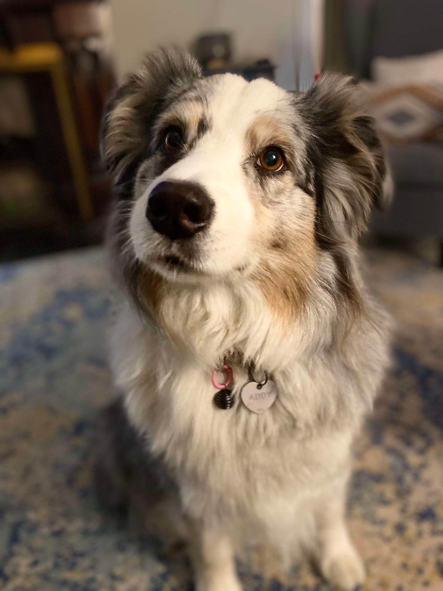 Aromatherapy Pet Charm